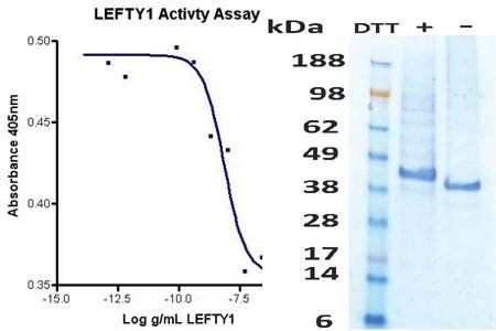 LEFTYB/LEFTY1, human recombinant (HumaXpress)