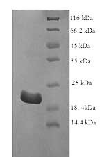 Interferon tau-1 (IFNT1), bovine, recombinant