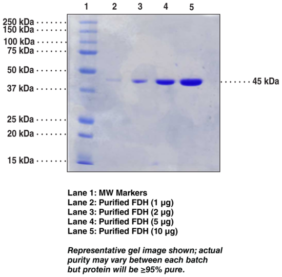 Formaldehyde Dehydrogenase (P. putida recombinant)