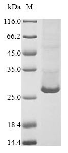 Complement C1q tumor necrosis factor-related protein 3 (C1qtnf3), mouse, recombinant