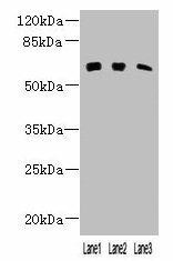 Anti-KLHL23