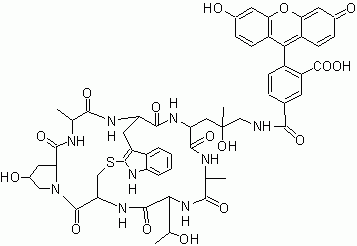 Phalloidin-Fluorescein Conjugate