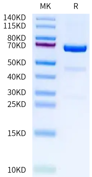 Biotinylated Human CD73/NT5E Protein
