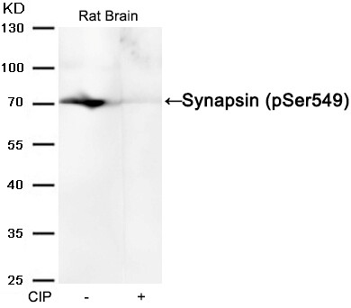 Anti-phospho-Synapsin (Ser549)