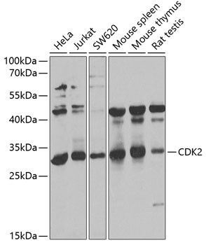Anti-CDK2 [Rabbit] (CAB0294)