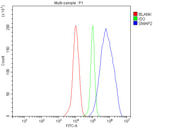 Anti-SMAP2 / Small ArfGAP 2