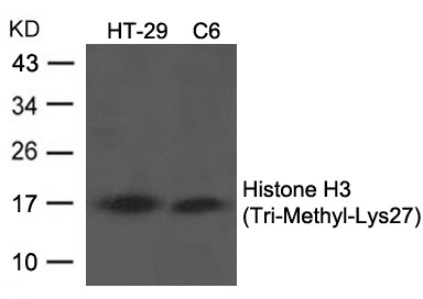 Anti-Histone H3 (Tri-Methyl-Lys27)