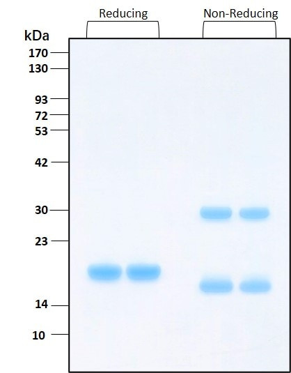 IL-28A HumanKine(R) recombinant human protein
