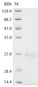 Complement component C8 gamma chain (C8G), human, recombinant