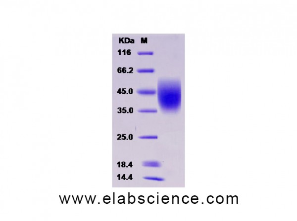 Recombinant Human LFA-3 / CD58 Protein (His tag)
