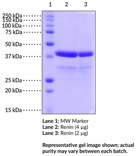 Renin (human, recombinant)