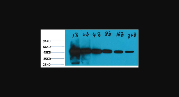 Anti-beta-tubulin(HRP Conjugated), monoclonal