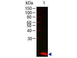 Anti-Lysozyme (hen egg white)