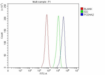 Anti-PCDHA2 / Protocadherin alpha 2