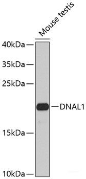 Anti-DNAL1