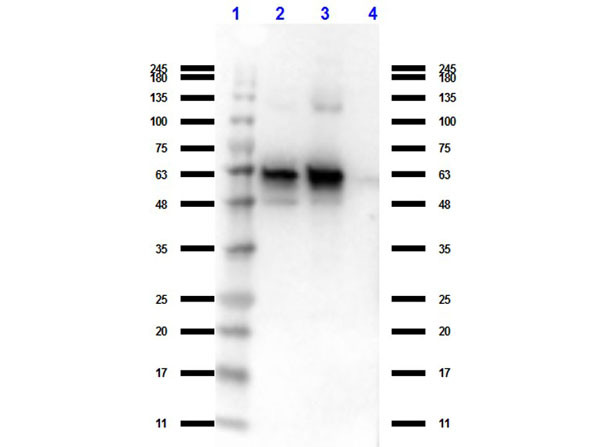 Anti-NAG-1 (C-terminal specific), clone 6D12.H10.E4