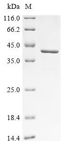 Inorganic pyrophosphatase 2, mitochondrial (PPA2), human, recombinant