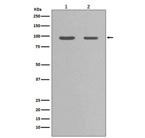 Anti-Hsp90 alpha / HSP90AA1, clone BAC-8