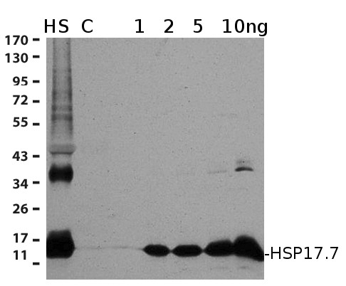 Anti-Hsp17.7