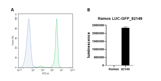 eGFP/Firefly Luciferase Ramos (RA 1) Cell Line