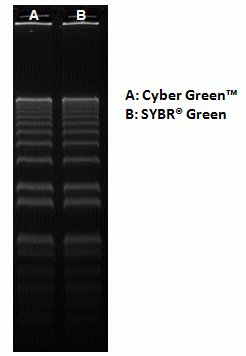Gelite(TM) Green Nucleic Acid Gel Staining Kit