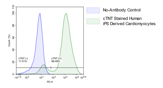 Human iPSC Derived Cardiomyocytes