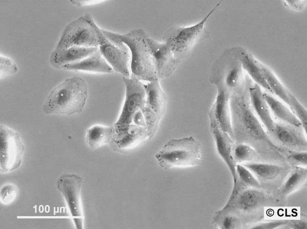 KHOS-312H Cells