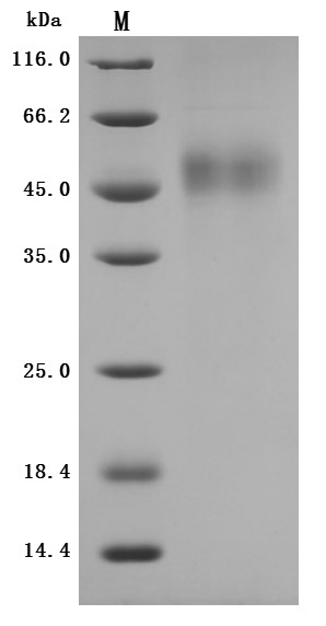 Tissue factor pathway inhibitor (TFPI) (Active), rabbit, recombinant