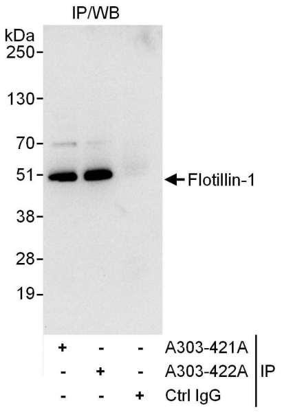 Anti-Flotillin-1