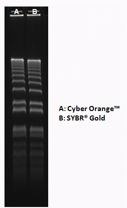 Gelite(TM) Orange Nucleic Acid Gel Staining Kit