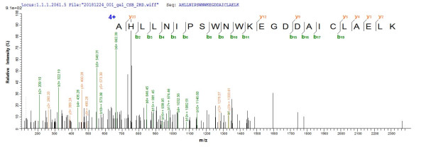 Calcium-activated potassium channel subunit alpha-1 (KCNMA1), partial, human, recombinant