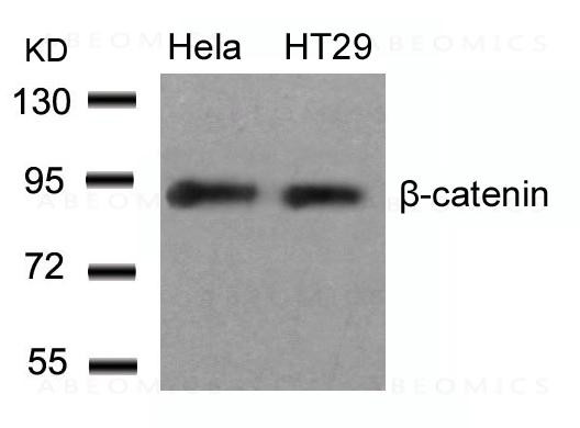 Anti-beta-Catenin (Ab-33)