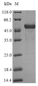 Hydroxyacid oxidase 2 (HAO2), human, recombinant