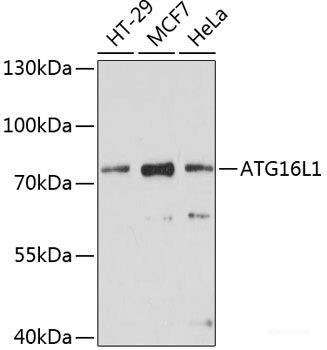 Anti-ATG16L1