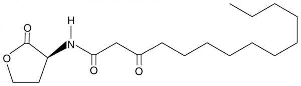 N-3-oxo-tetradecanoyl-L-Homoserine lactone