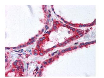 Anti-Tubulin, alpha, clone 17H11.F10