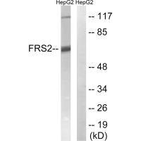 Anti-FRS2 (Ab-196)