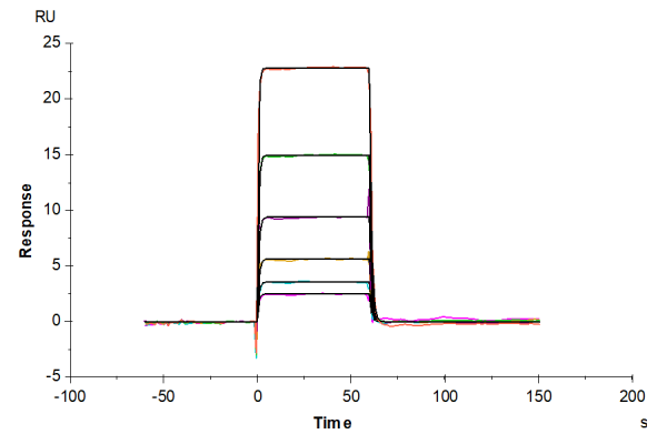 Human IL-3 R Beta/CD131 Protein