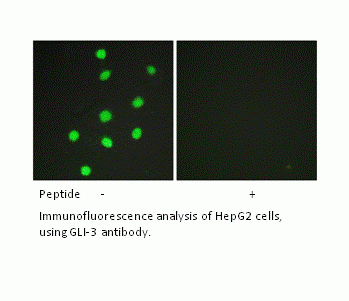 Anti-GLI-3