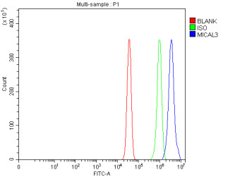 Anti-MICAL3 / Molecule interacting with CasL protein 3