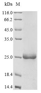Cytidine deaminase (CDA), human, recombinant