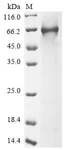 Complement component C8 alpha chain (C8A), human, recombinant