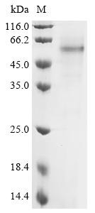 Cocaine esterase (CES2), human, recombinant