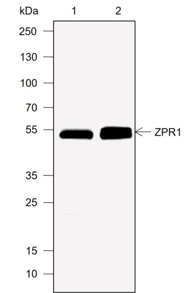 Anti-Recombinant ZPR1, clone A747
