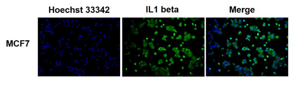 Anti-IL1 beta, clone SQab1748