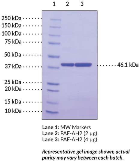 PAF Acetylhydrolase 2 (human, recombinant)