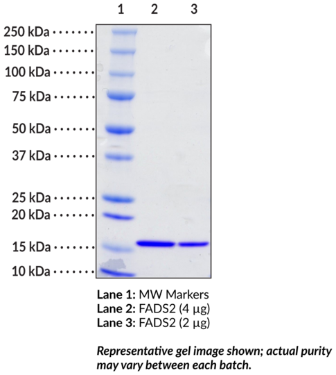 Fatty Acid Desaturase 2 (human recombinant)