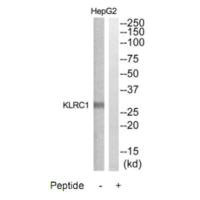 Anti-KLRC1