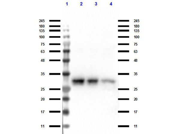 Western Blot of TrueBlot® Anti-Rabbit Ig IP Agarose Beads. Lane 1: Protein Standard Opal Pre-stained (p/n MB-210-0500). Lane 2: Rb-a-GFP Input. Lane 3: Rb-a-GFP Unbound. Lane 4: Rb-a-Elute. Primary Antibody: TrueBlot® Anti-Rabbit Ig IP Agarose Beads (00-8