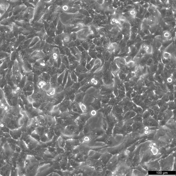 GL261 Cells